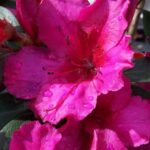 Vibrant pink azalea blooms with dewdrops in sunlight.