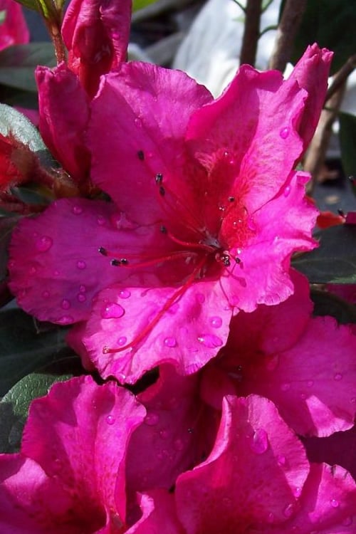 Vibrant pink azalea blooms with dewdrops in sunlight.