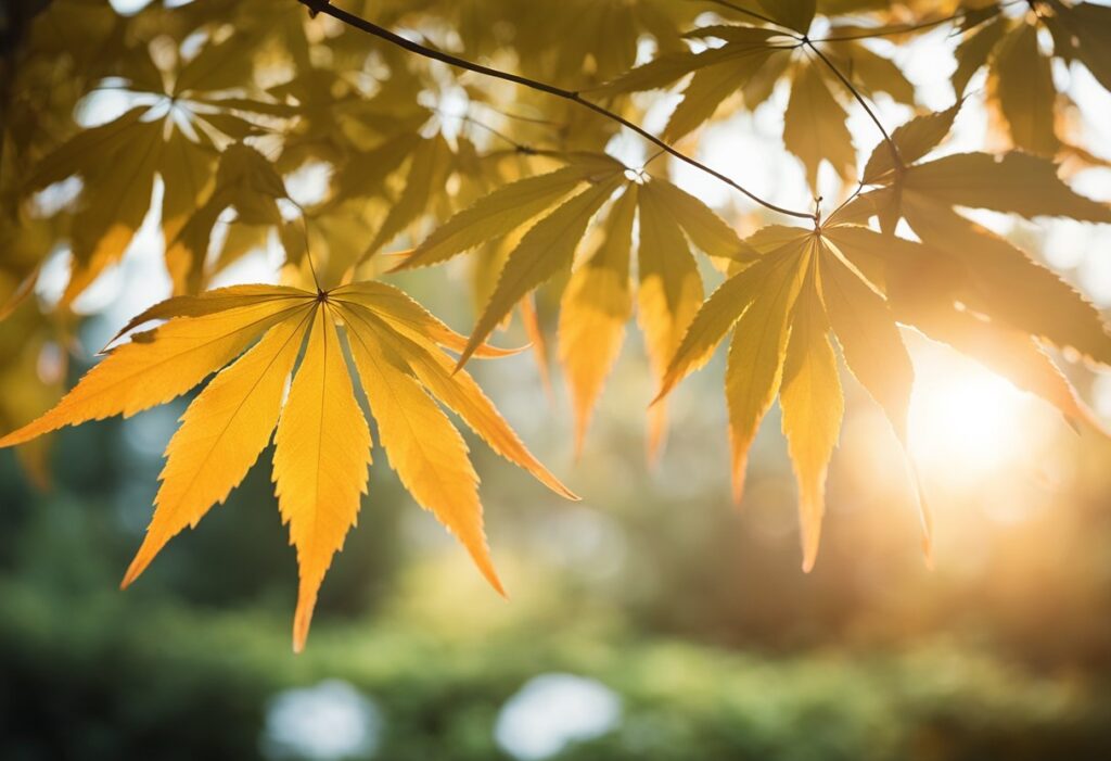 Sunlight through autumn maple leaves.