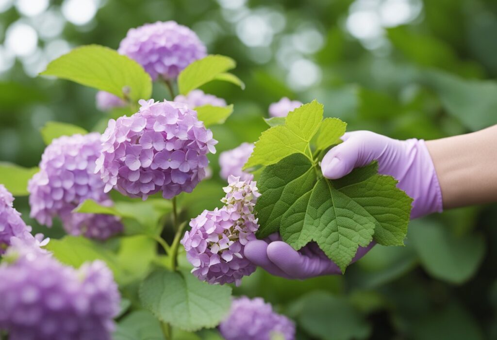 Person in purple gloves examining hydrangea flowers.