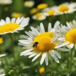 Bee pollinating vibrant white daisy flowers.