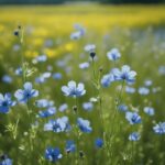 Vibrant blue flax flowers in sunny meadow.