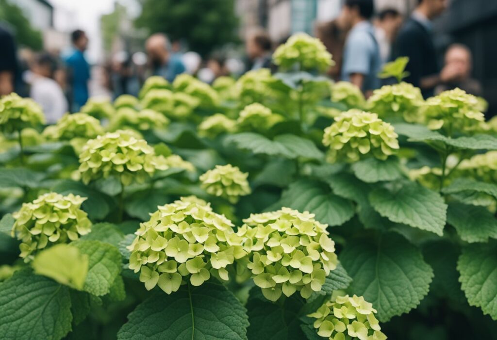 Hydrangea blossoms foreground with blurred crowd background.