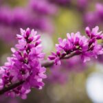 Vibrant purple redbud blossoms close-up in springtime.