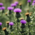 Close-up of purple thistle flowers in bloom.